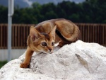 Gato abisinio en una piedra