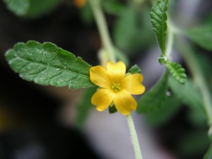 Solitaria flor amarilla