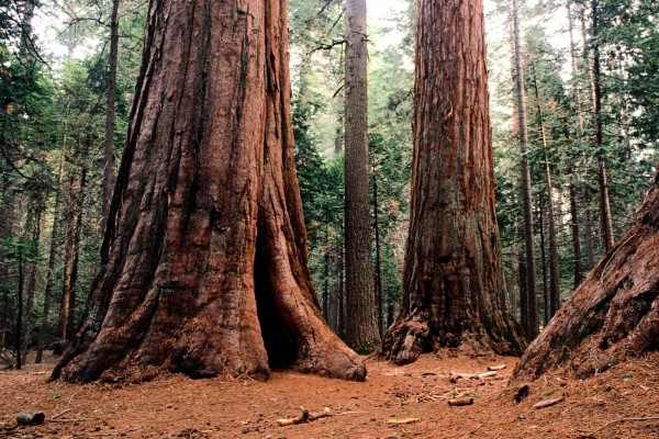 Grandes troncos de árboles