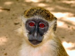 Mono de ojos rojos