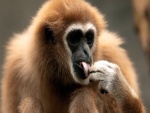 Mono tocándose la lengua