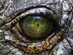 El ojo de un dinosaurio