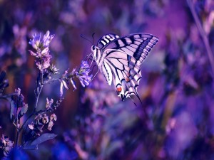 Postal: Mariposa en púrpuras
