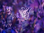 Mariposa en púrpuras