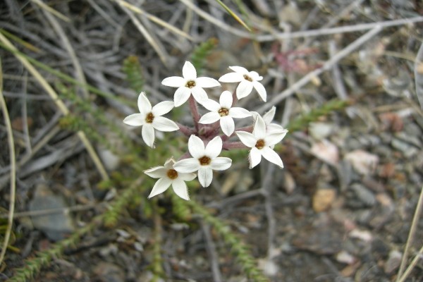 Flores de la especie Arjona patagónica
