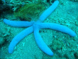 Estrella de mar azul
