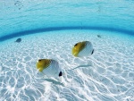 Peces tropicales en aguas transparentes