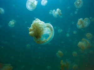 Postal: Banco de medusas