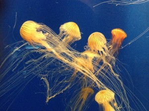 Postal: Medusas amarillas