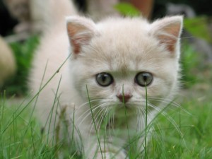 Pequeño gato paseando por la hierba