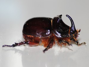 Escarabajo rinoceronte de cerca