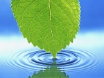 Hoja verde tocando el agua