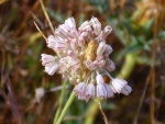 Inflorescencia de Allium paniculatum