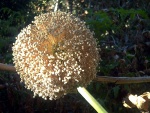 Inflorescencia de Allium cepa