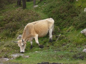 Vaca asturiana en la montaña