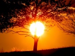 El círculo del sol tras un árbol
