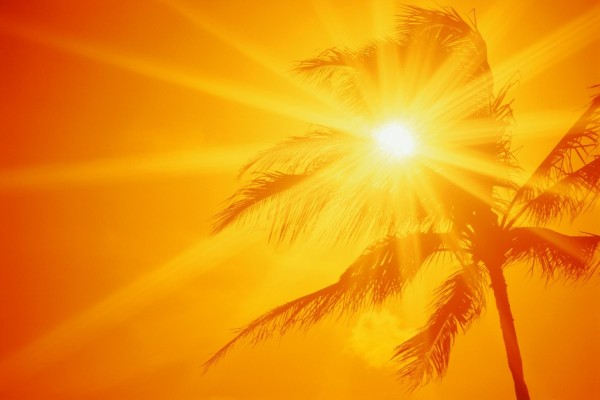 El sol detrás de una palmera