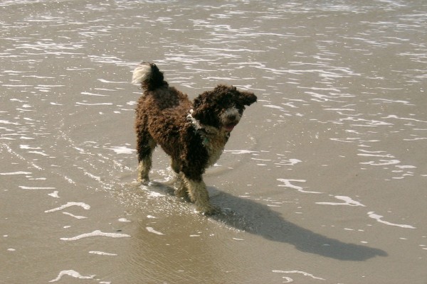 Un "perro de agua español" caminando por la playa