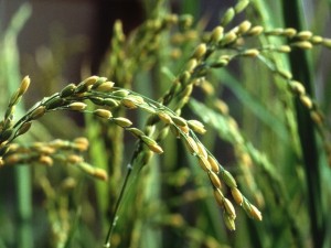 Semillas de arroz en su planta