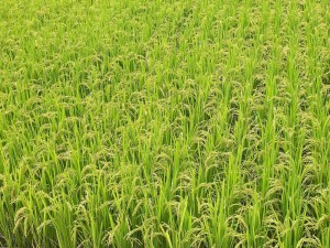 Postal: Verde arrozal