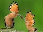 Dos aves peleando por la comida