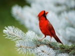 Precioso pájaro rojo