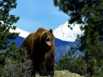 Gran oso enfadado