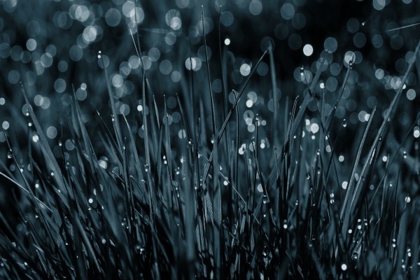 Gotas de lluvia en la hierba