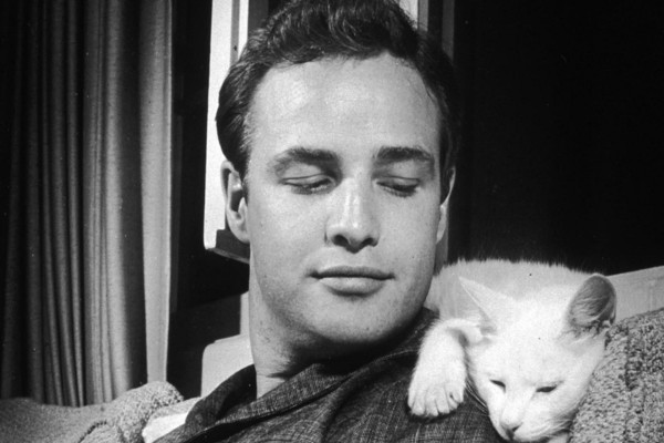 Marlon Brando con un gatito blanco