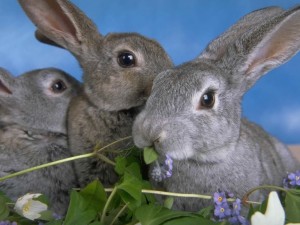 Tres conejos