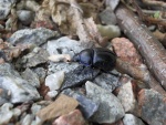 Escarabajo caminando sobre piedras