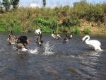 Cisne persiguiendo gansos en el río Lahn