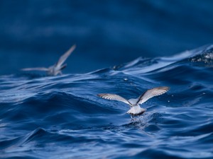Gaviotas pescando en la superficie del mar