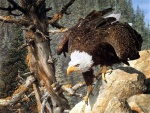 Águila sobre una roca