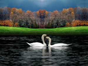 Pareja de cisnes en un lago en otoño