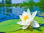 Flor y nenúfares sobre el agua