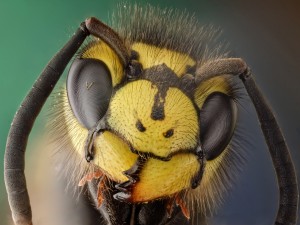 La cabeza de una abeja de cerca