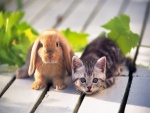 Un conejo y un gatito