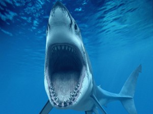 La boca del tiburón