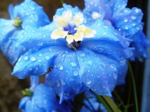 Flores azules mojadas