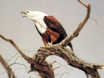 Águila pintada