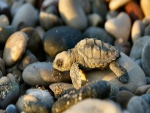 Pequeña tortuga sobre piedras