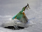Pájaro pescando en el hielo