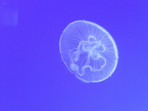 Medusa blanca brillante