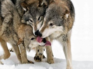 Tres lobos en la nieve