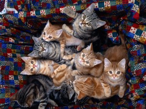 Postal: Muchos gatitos