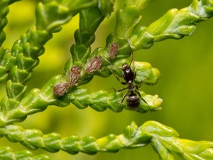 Hormiga y áfidos en una "Tuya del Canadá"