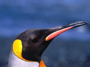 El pico de un pingüino