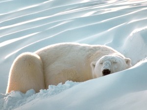 Un oso polar descansando