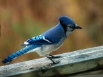 Pájaro de plumaje azul